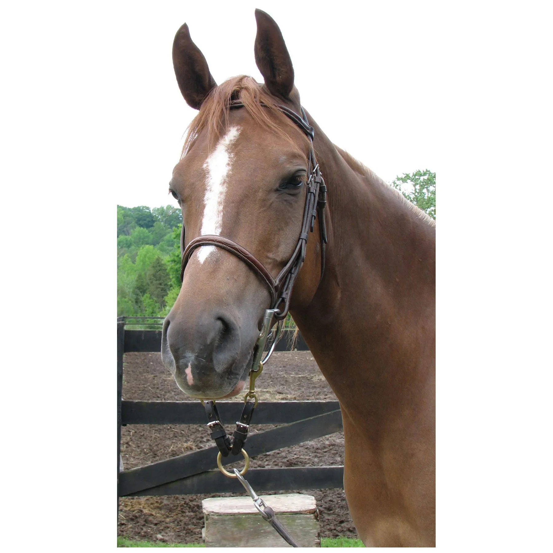 Billy Royal Arabian In-Hand/Adaptor Strap 2 Billy Royal Arabian In-Hand/Adaptor Strap - Image 2