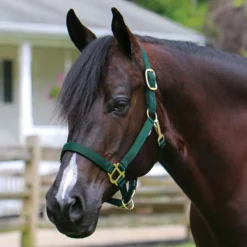 Dura-Tech® 1" Economy Nylon Halter