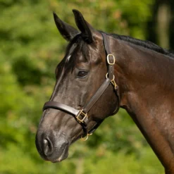 Premier® Premier Saratoga Padded Leather Halter