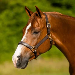 Premier® Premier Dorchester Padded Leather Halter