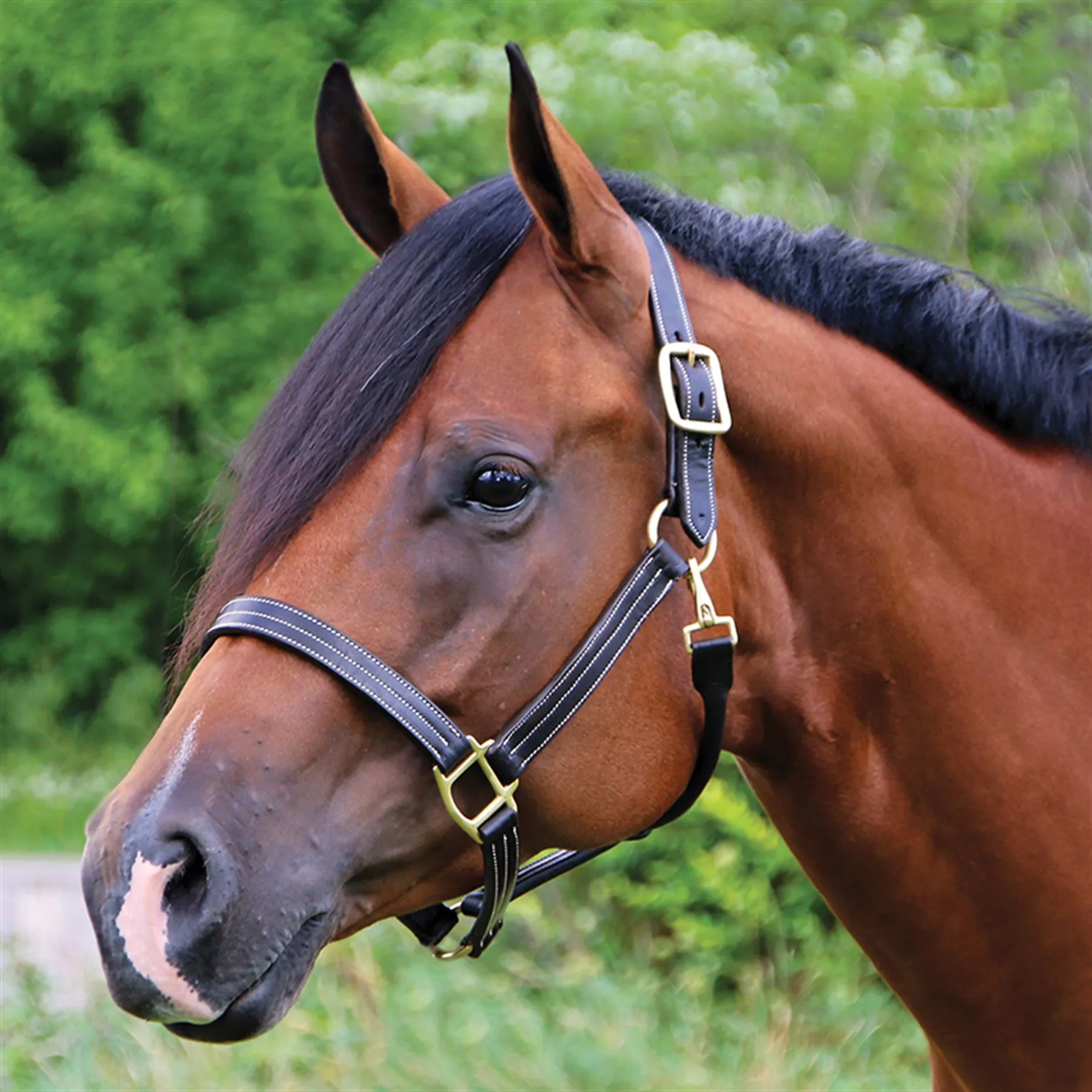 Billy Royal® Keeneland Deluxe Leather Halter 1 Billy Royal® Keeneland Deluxe Leather Halter