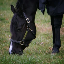 Billy Royal® Keeneland Deluxe Leather Halter 9 Billy Royal® Keeneland Deluxe Leather Halter -Schneiders Shop 19866 alt b