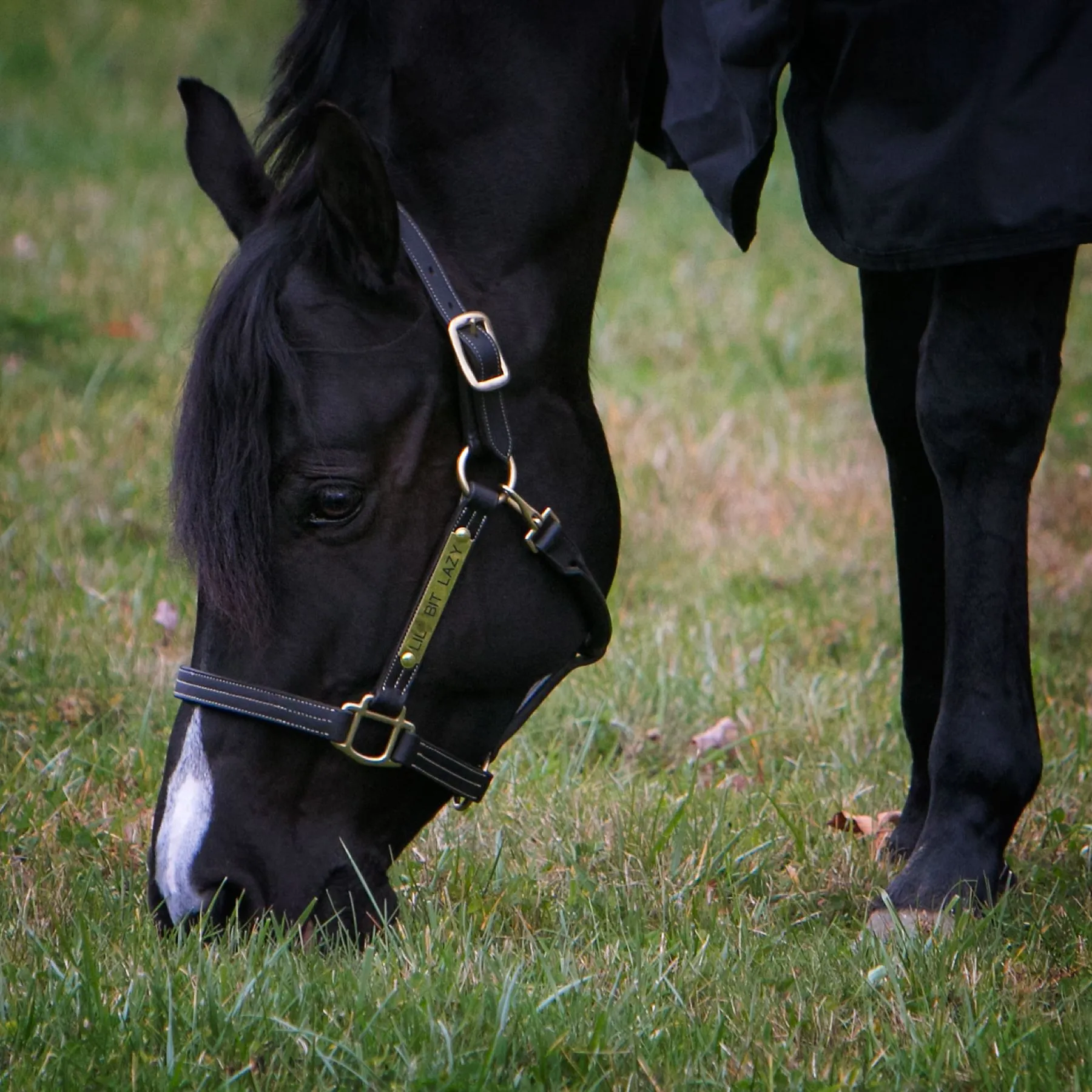 Billy Royal® Keeneland Deluxe Leather Halter 3 Billy Royal® Keeneland Deluxe Leather Halter - Image 3