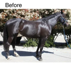 EquiFUSE® CitraFoam™ Shampoo -Schneiders Shop 23664 alt b