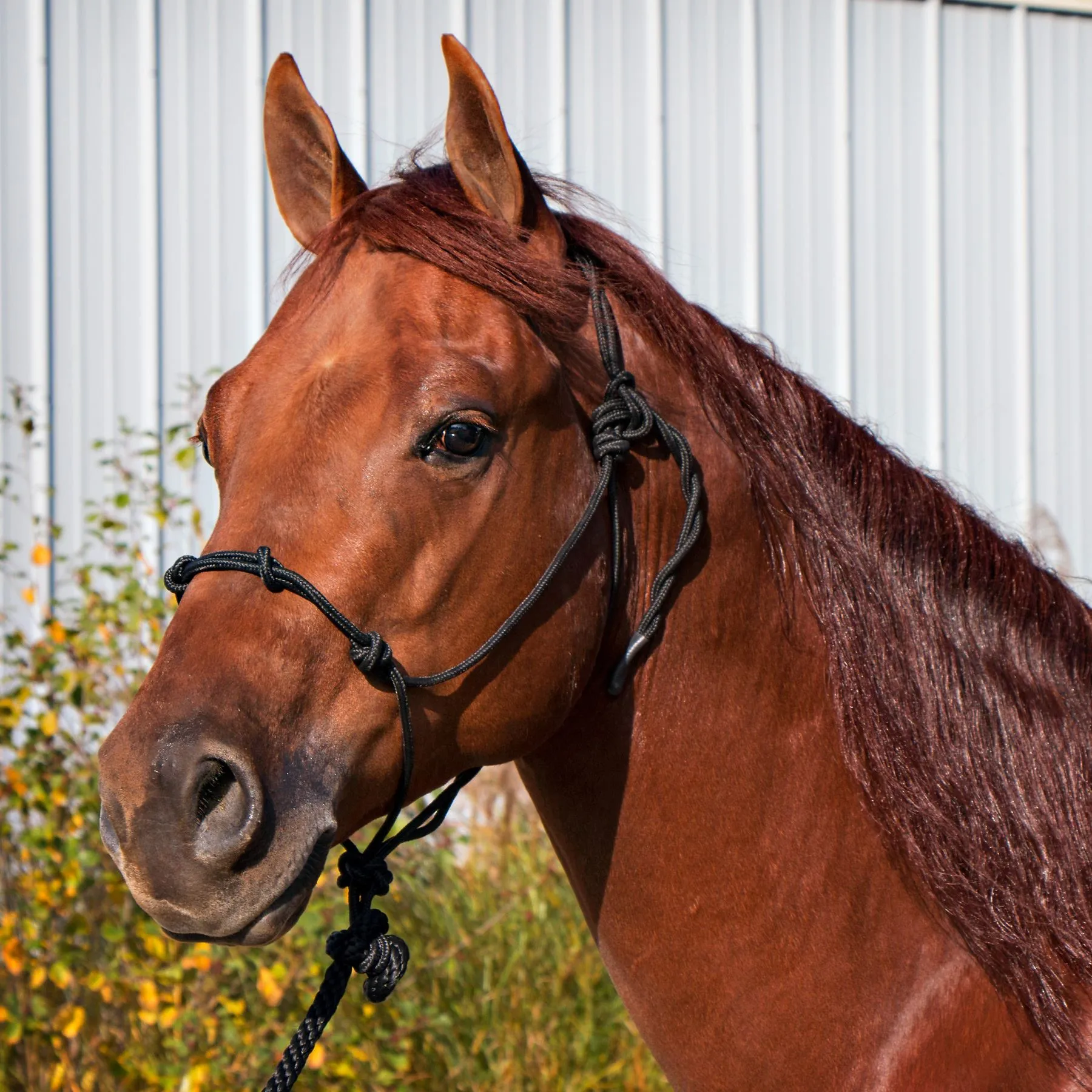 Dura-Tech® Rope Control Halter W/13.5' Lead 1 Dura-Tech® Rope Control Halter W/13.5' Lead