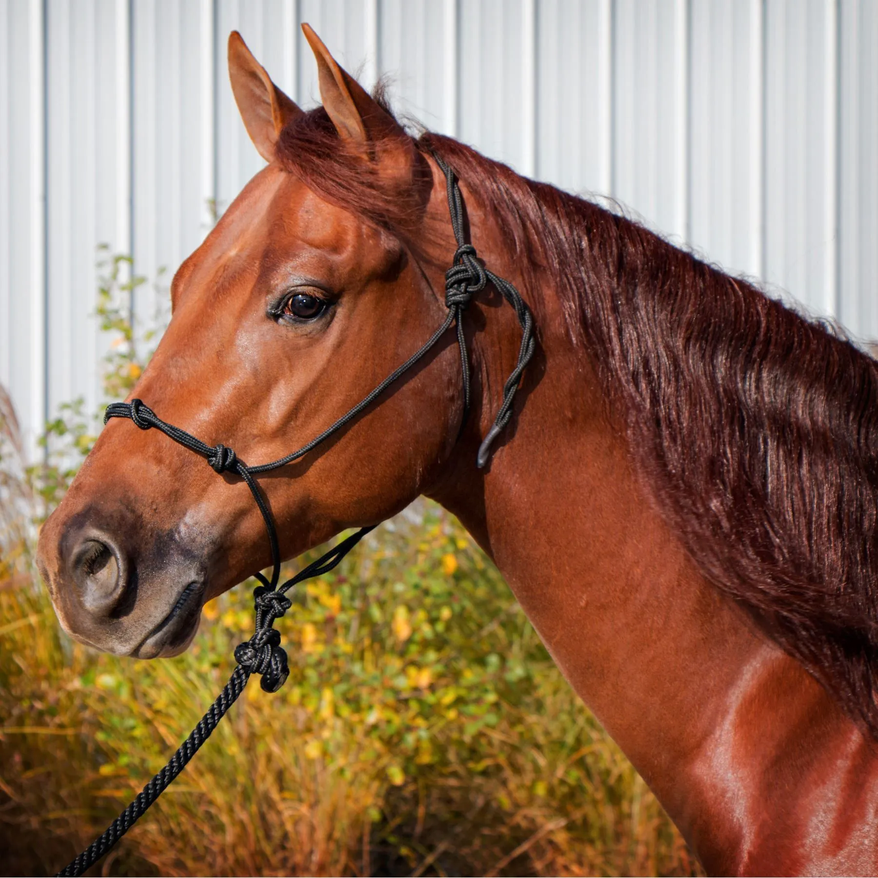 Dura-Tech® Rope Control Halter W/13.5' Lead 2 Dura-Tech® Rope Control Halter W/13.5' Lead - Image 2