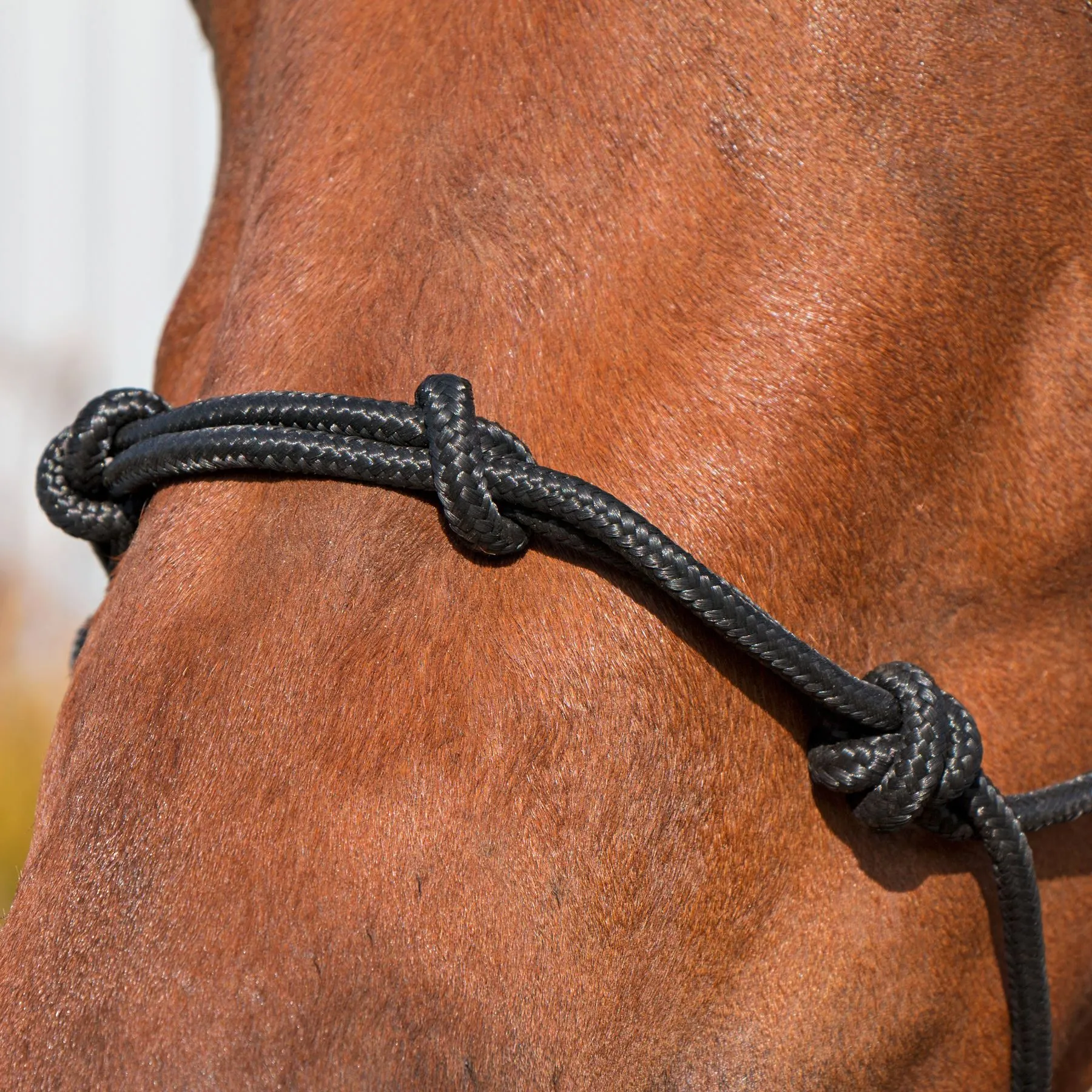 Dura-Tech® Rope Control Halter W/13.5' Lead 3 Dura-Tech® Rope Control Halter W/13.5' Lead - Image 3