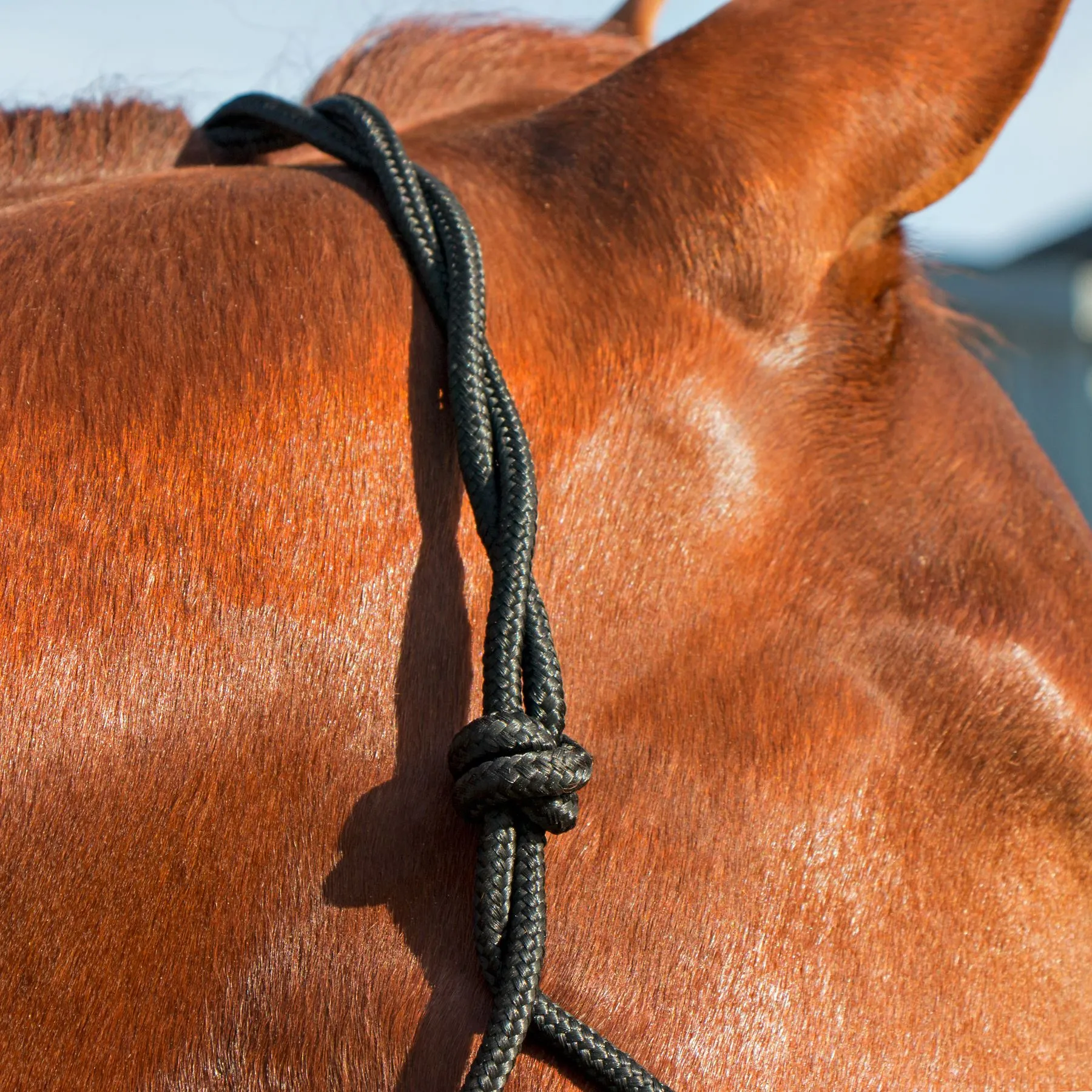 Dura-Tech® Rope Control Halter W/13.5' Lead 4 Dura-Tech® Rope Control Halter W/13.5' Lead - Image 4