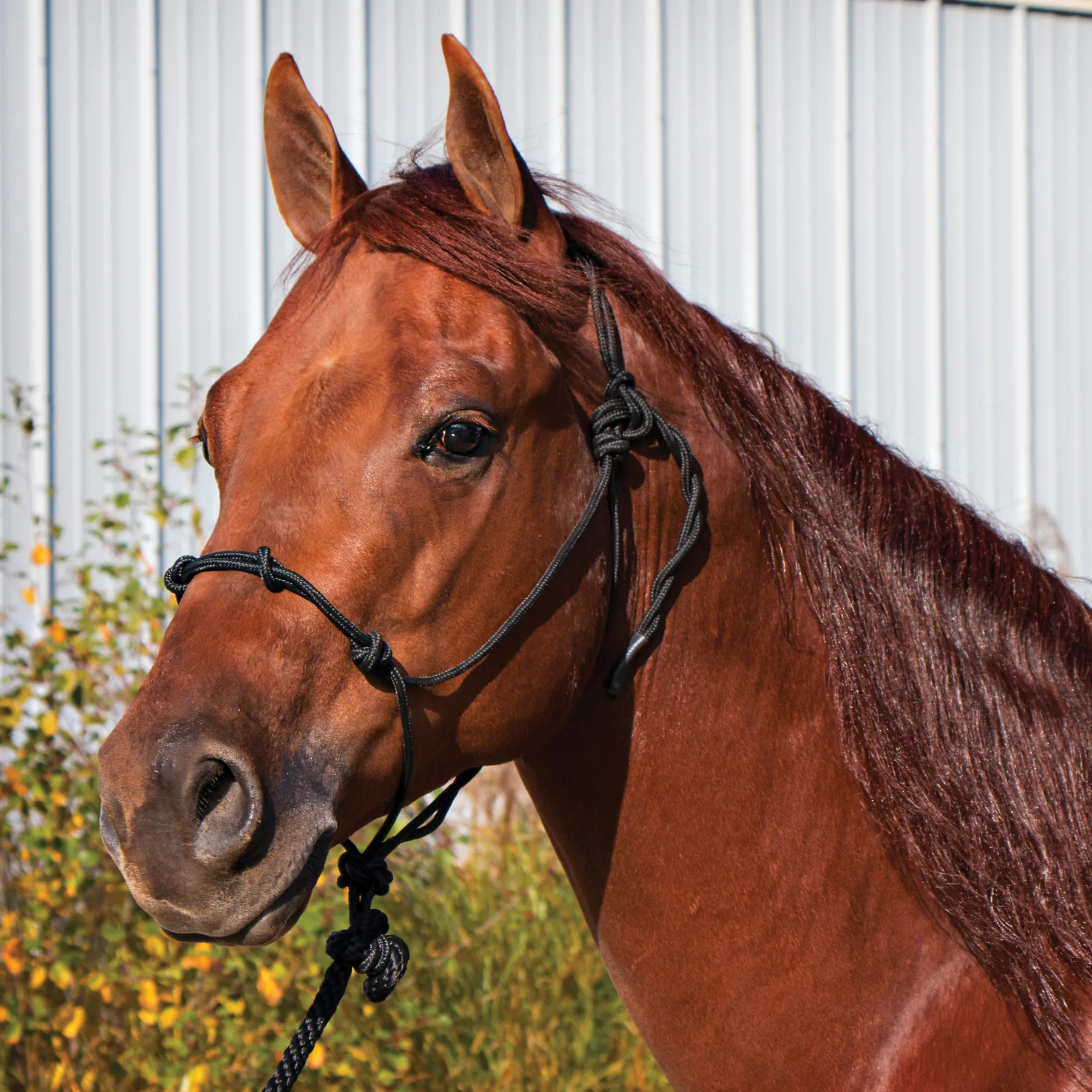 Dura-Tech® Rope Control Halter W/13.5' Lead 6 Dura-Tech® Rope Control Halter W/13.5' Lead - Image 6