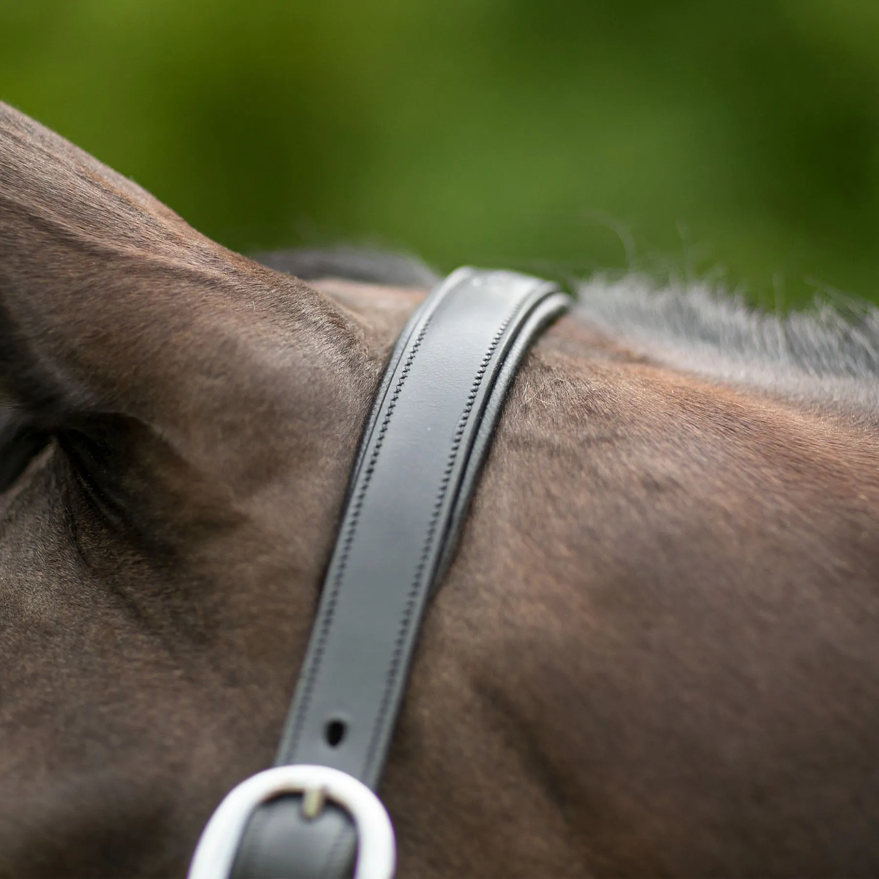 Joseph Sterling® Aachen Dressage Halter 3 Joseph Sterling® Aachen Dressage Halter - Image 3