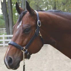 Joseph Sterling® Aachen Dressage Halter 17 Joseph Sterling® Aachen Dressage Halter -Schneiders Shop 32690 blackwblack