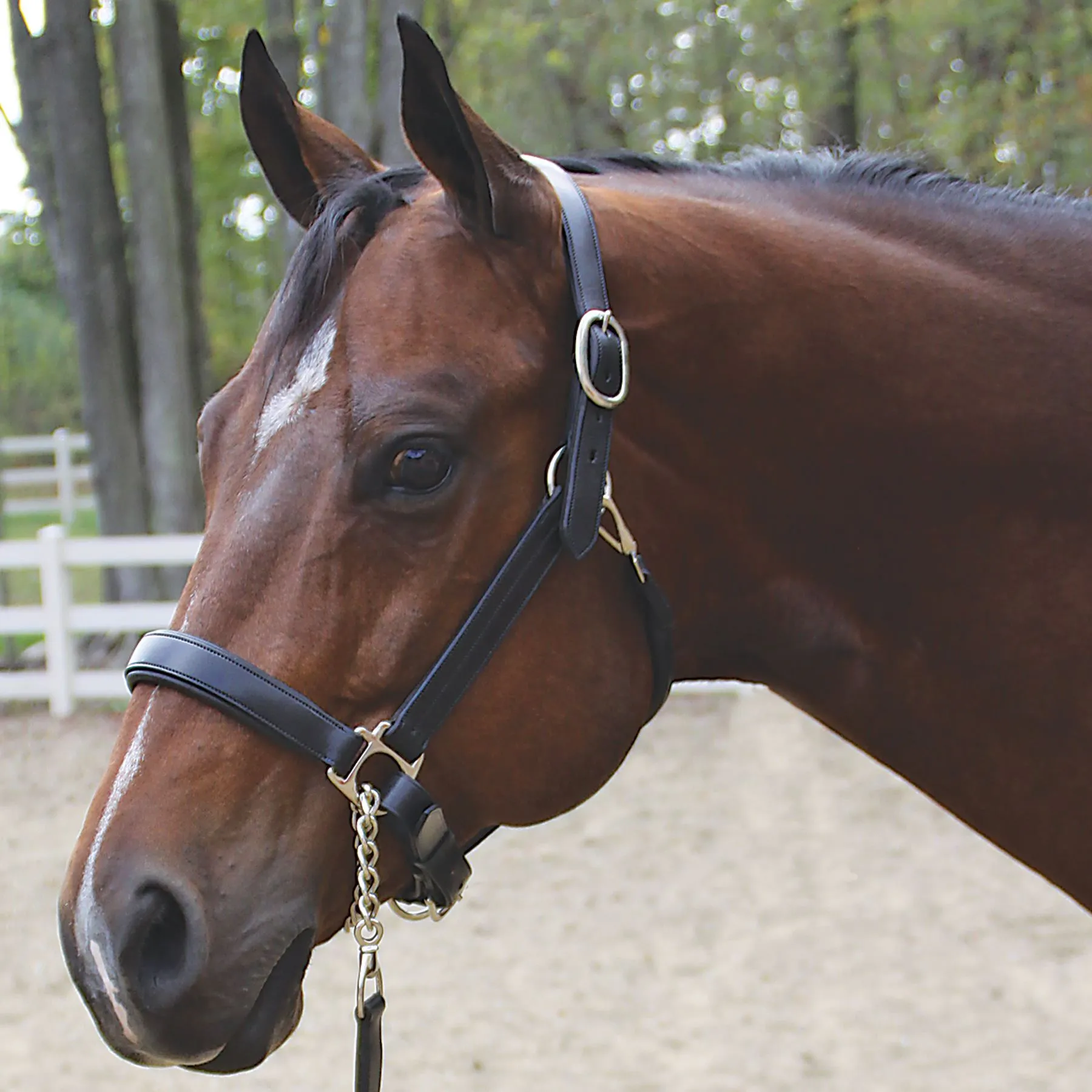 Joseph Sterling® Aachen Dressage Halter 7 Joseph Sterling® Aachen Dressage Halter - Image 7