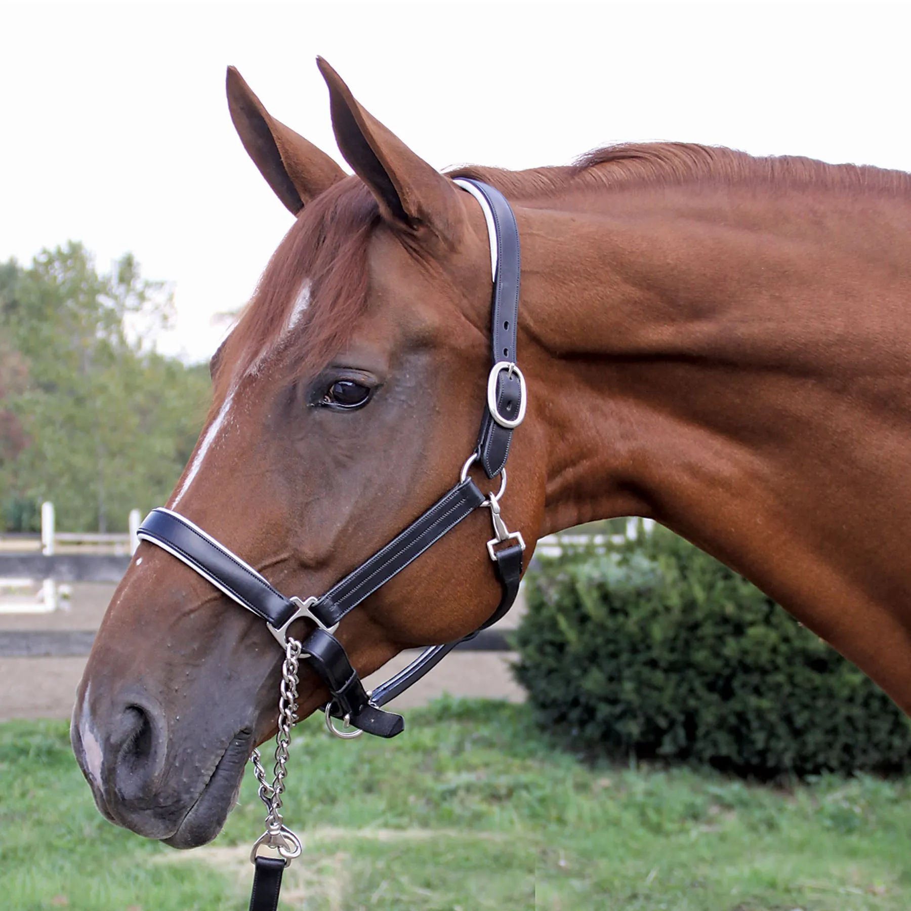 Joseph Sterling® Aachen Dressage Halter 8 Joseph Sterling® Aachen Dressage Halter - Image 8