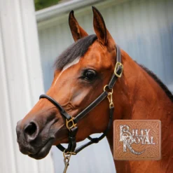 Billy Royal® Paris Rolled Nose Leather Halter -Schneiders Shop 33369 alt b