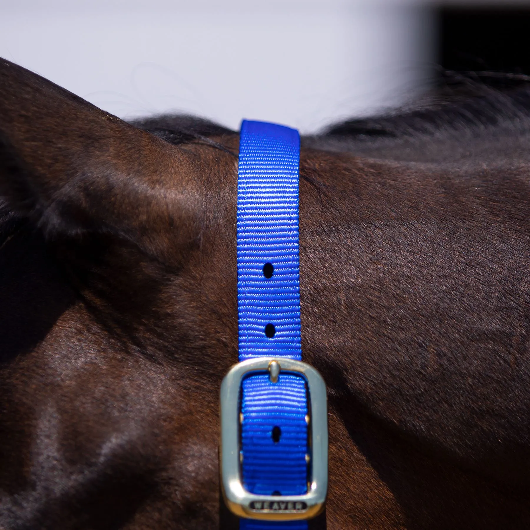 Weaver Leather Weaver Non-Adjust Nylon Halter 2 Weaver Leather Weaver Non-Adjust Nylon Halter - Image 2