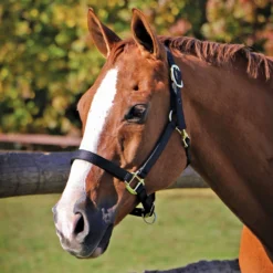 Dura-Tech® Supreme Triple Ply Nylon Halter