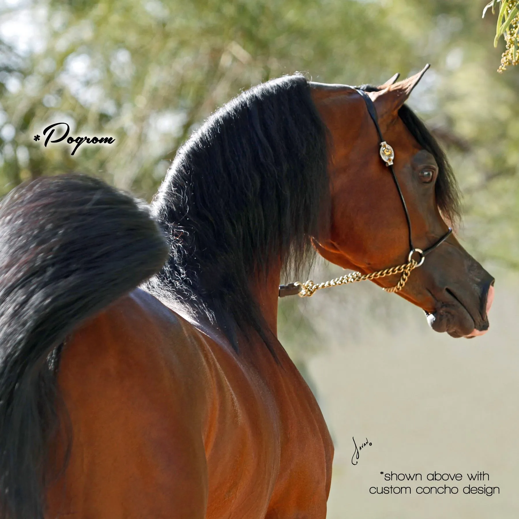 Billy Royal® Comfort Concho Original Thread 3 Billy Royal® Comfort Concho Original Thread - Image 3