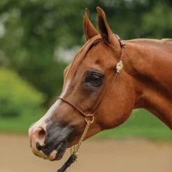 Billy Royal® Comfort Concho Original Thread 15 Billy Royal® Comfort Concho Original Thread -Schneiders Shop 36346 alt d