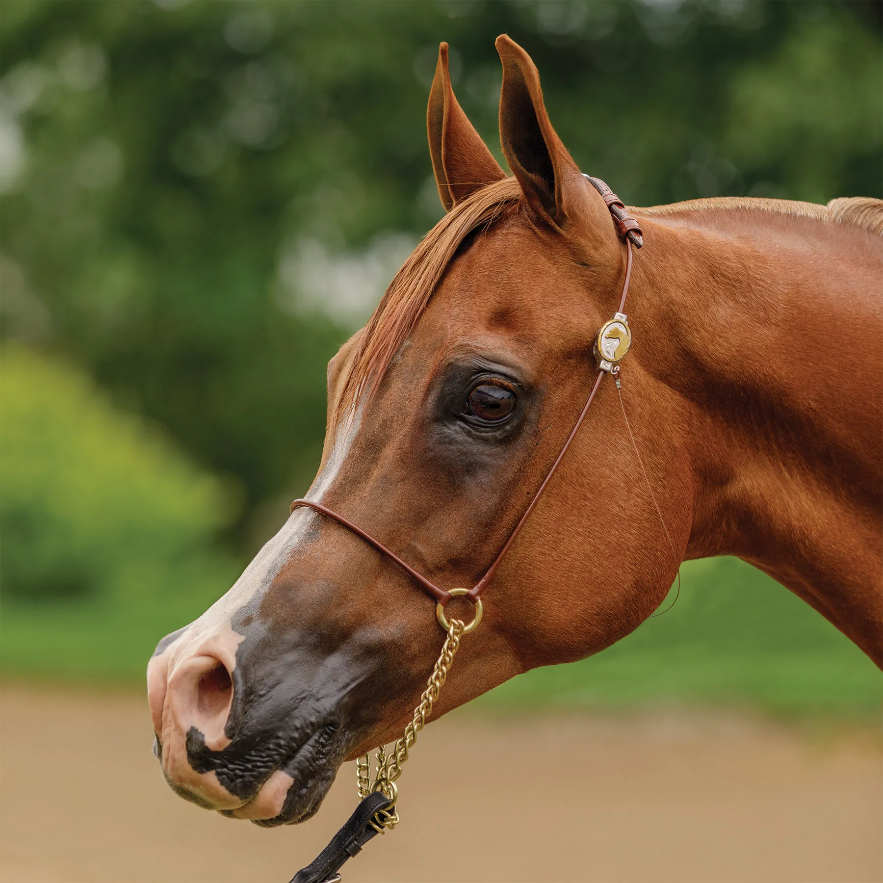 Billy Royal® Comfort Concho Original Thread 5 Billy Royal® Comfort Concho Original Thread - Image 5