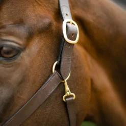 Premier® Premier Lancaster Leather Halter -Schneiders Shop 37511 alt c