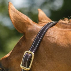 Walsh™ British Triple Stitched Leather Halter -Schneiders Shop 38291 alt b