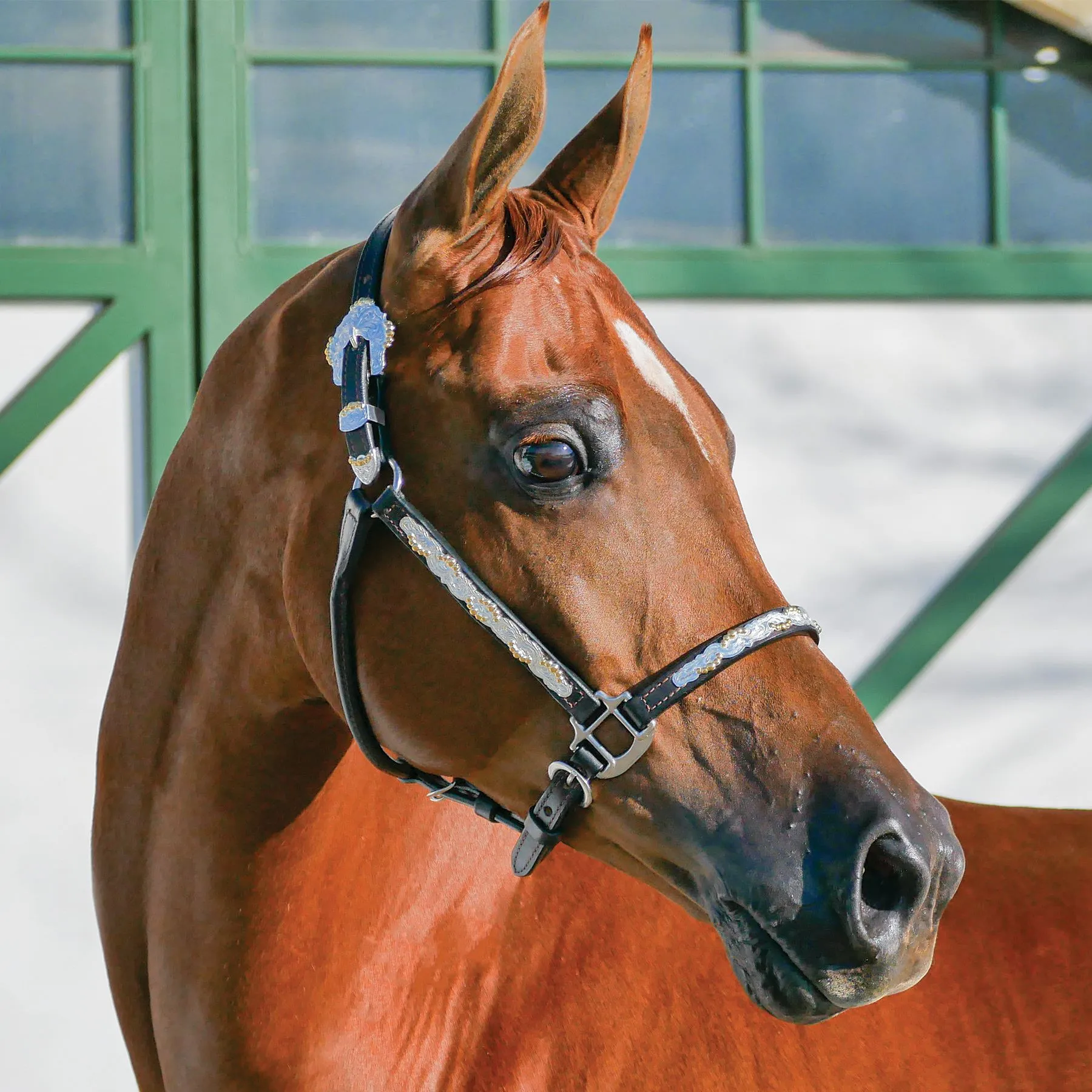 Billy Royal® Casper Arabian Silver Show Halter 5 Billy Royal® Casper Arabian Silver Show Halter - Image 5