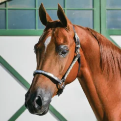 Billy Royal® Casper Arabian Silver Show Halter 12 Billy Royal® Casper Arabian Silver Show Halter -Schneiders Shop 40003 alt e