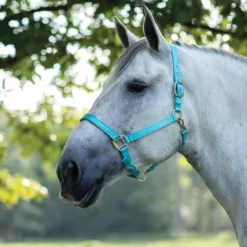 Dura-Tech® Draft Horse Nylon Halter -Schneiders Shop 40135 turquoise