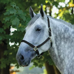 Dura-Tech® Draft Horse Nylon Breakaway Turnout Halter -Schneiders Shop 40136 black