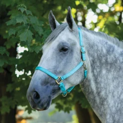 Dura-Tech® Draft Horse Nylon Breakaway Turnout Halter -Schneiders Shop 40136 turquoise
