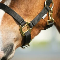 Dura-Tech Miniature Double Ply Nylon Halter For Horses -Schneiders Shop 40760 alt c