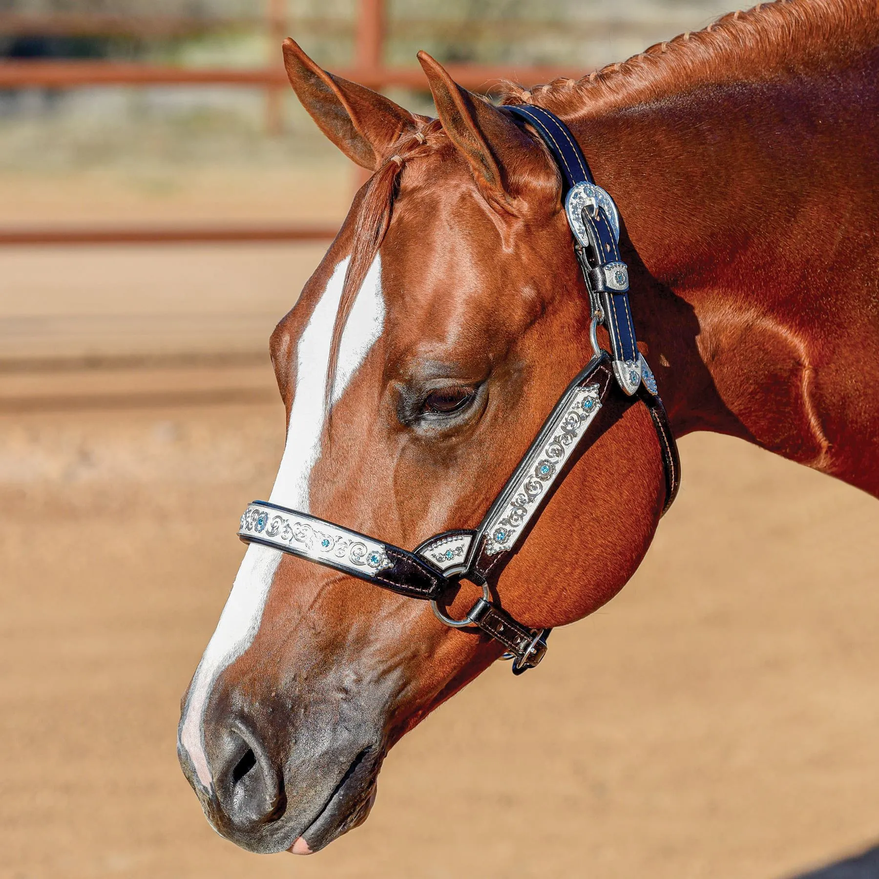Billy Royal® Grand Slam II Classic Show Halter 1 Billy Royal® Grand Slam II Classic Show Halter