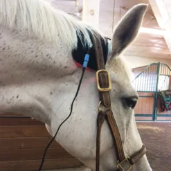 Equine Light Therapy® Itty-Bitty -Schneiders Shop 41981 alt c