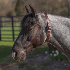 Billy Royal Leather ID Collar