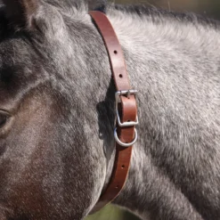 Billy Royal Leather ID Collar -Schneiders Shop 42784 alt b